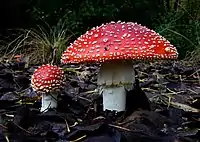 L'amanite tue-mouches (Amanita muscaria).