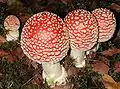 Amanita muscaria (Agaricales, Amanitaceae)