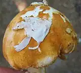 Reste du voile universel sur la cuticule chez Amanita roseitincta.