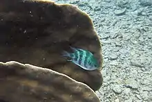 Pomacentridae, Demoiselle des cornes de cerf