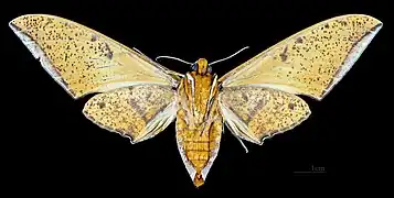 Revers de la femelle (coll.MHNT)