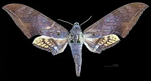 Face dorsale de la femelle(coll.MHNT)