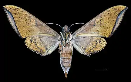 Revers de la femelle (coll.MHNT)