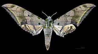 Face dorsale de la femelle (coll.MHNT)