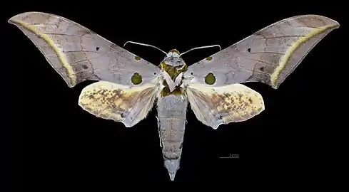 Avers du mâle (coll.MHNT)