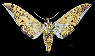 Ambulyx sericeipennis okurai mâle revers