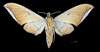 Face ventrale de la femelle(coll.MHNT)