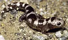 Salamandre marbrée (Ambystoma opacum)