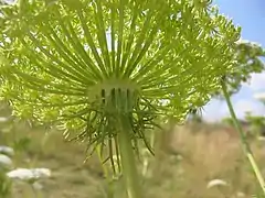 Ombelle vue du dessous, avec les rayons bien visibles.