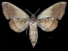 Revers de la femelle(coll.MHNT)