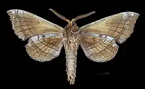 Revers du mâle(coll.MHNT)