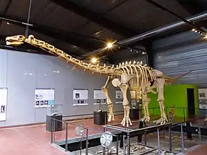 Ampelosaurus atacis.