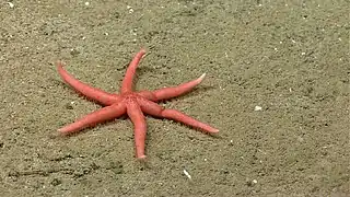 Ampheraster alaminos (Pedicellasteridae)