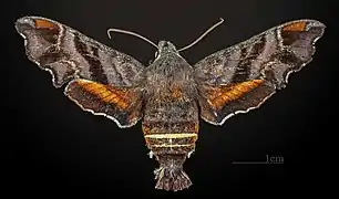 Amphion floridensis ♀ MHNT