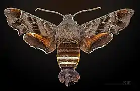 Amphion floridensis ♂ MHNT