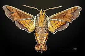 Amphion floridensis ♂ △ MHNT