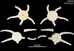 Amphiophiura paupera (MNHN)