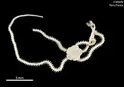 Amphioplus thomassini