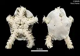 Amphioplus margueritae