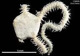 Amphipholis littoralis