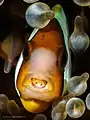 Cymothoa exigua parasitant un Poisson-clown de Clark