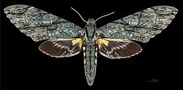 Femelle face dorsale MHNT