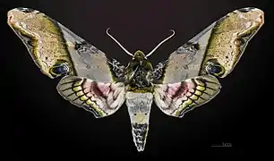 Avers du mâle(coll.MHNT)