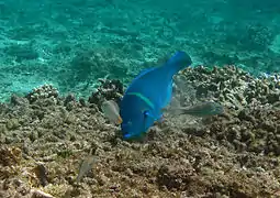 Anampses caeruleopunctatus mâle.