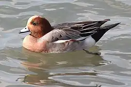 Canard siffleur mâle.