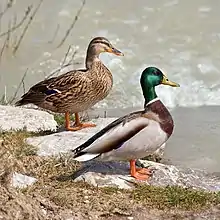 Couple de canards colverts.