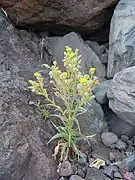 Andryala glandulosa subsp. glandulosa, à Madère.