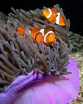 Amphiprion ocellaris