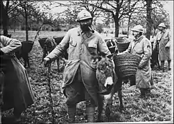 Ânes des tranchées en 1917