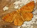Angerona prunaria   (Linnaeus, 1758)  type orange