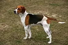 Anglo-français de petite vénerie