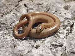 Orvet  Anguis fragilis (Diploglossa)