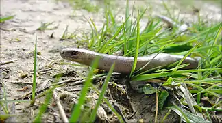 Dans les zones humides du Plateau d'Helfaut (Pas-de-Calais, France).