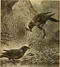 Animal life in the sea and on the land (1887, Bibliothèque du Congrès).