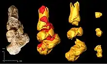 Cheville d'Australopithecus sediba.