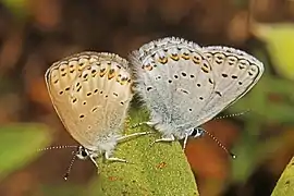 Plebejus anna