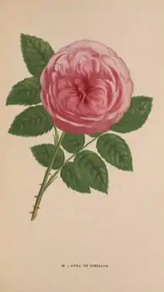 Image illustrative de l’article Anna de Diesbach