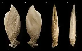 Annandaleum japonicum