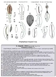 Planche 13, fig. 47 à 65.