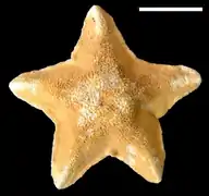 Astrotholus antarcticus