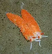 Anteaeolidiella oliviae