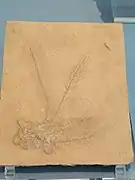 Fossile de Antedon pinnata.