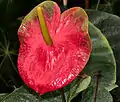 Spathe d'Anthurium hookeri.