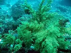 Antipathes dichotoma