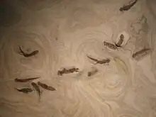 Fossiles d'A. pedestris au Naturmuseum Senckenberg.