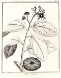Illustration de Apeiba aspera (=Apeiba glabra) d'après Aublet, 1775 (publication originale). (Pl. 216) Explication de la Planche deux cent seizième. - 1. Écailles. - 2. Capſule.